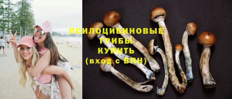 закладки  Бугульма  Псилоцибиновые грибы Psilocybe 